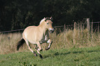 Fjord Horse