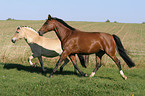 Fjord Horse