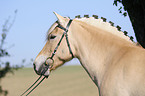 Fjord Horse Portrait