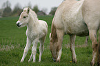 mare with foal