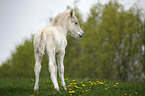 foal