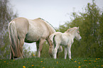 mare with foal