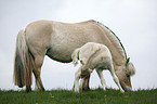 mare with foal