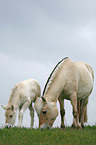 mare with foal