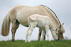 mare with foal