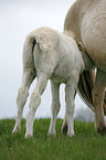 mare with foal