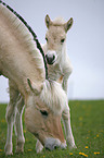 mare with foal