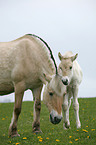 mare wiht foal