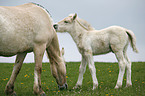 mare wiht foal