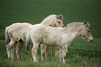 young horses