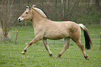 Fjord Horse