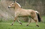 Fjord Horse