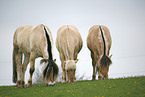 Fjord Horses