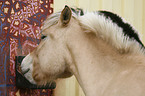 Fjord Horse mineral licking stone