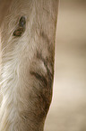 Fjord Horse leg Detail