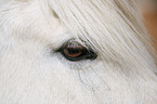 horse eye