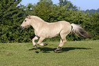 running horse