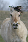 Fjord Horse