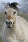 Fjord Horse