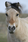 Fjord Horse