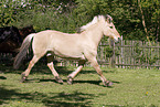 Fjordpferd on meadow