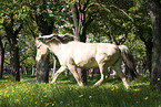 Fjordpferd on meadow