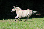 Norwegian horse