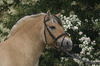 Fjord Horse Portrait