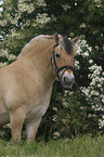 Fjord Horse