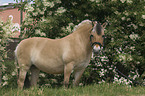 Fjord Horse