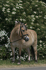 Fjord Horse