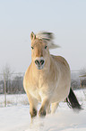 galloping Fjord