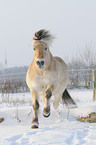 galloping Fjord