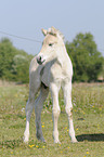 Fjord foals