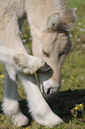 Fjord foals