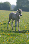 Fjord foal