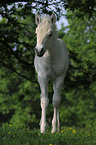 Fjord foal