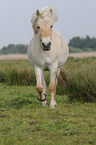 trotting Fjord