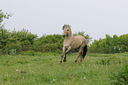 galloping Fjord