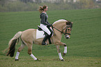 rider with norwegian horse