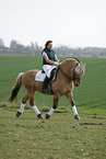 rider with norwegian horse