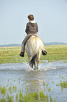 woman rides Fjord