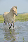 trotting Fjord