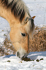 Fjord horse portrait