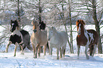 herd of horses in the snow