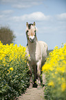 Fjord horse