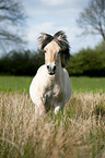 galloping Fjord horse