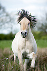 galloping Fjord horse