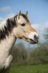 Fjord horse portrait