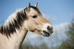 Fjord horse portrait